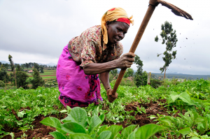 A farmer at work in Kenya's Mount Kenya region © CIAT / Neil Palmer
