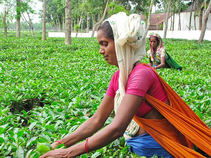 Women harvest tea in Sylhet Division, Bangladesh © Dana Ward / Shutterstock