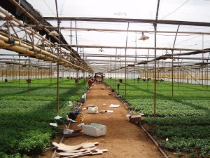 Flower farm around Kampala, Uganda © Enno Schröder / Sustainable Sanitation Alliance