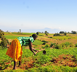 Working the land in Kapchorwa district, Uganda © FAO / Matthias Mugisha