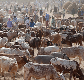 In dry areas, pastoralism is often the most economic use of land © USAID / Mariantonietta Peru