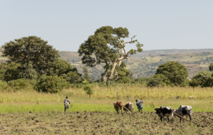Ethiopian farmers plowing with oxen © A.Davey / Flickr CC BY 2.0