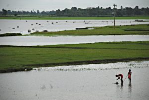 Rice cultivation; Photo credit: Amir Jina