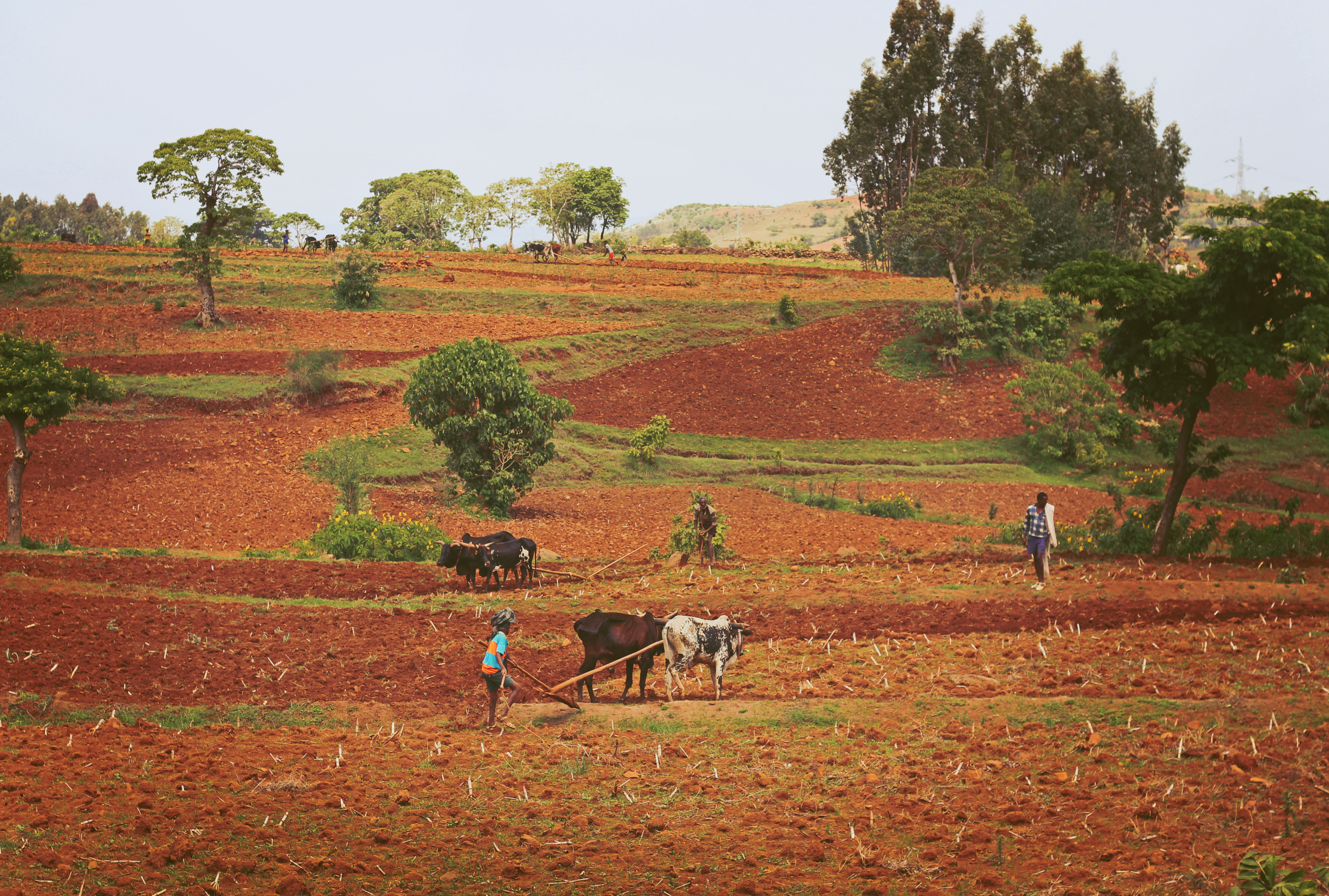 Farmers ploughing the land in Aba Gerima, Ethiopia; Photo Credit: Alice Chautard/REACH