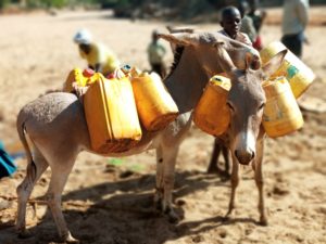 Donkeys carrying water; Credit: Salome Bukachi