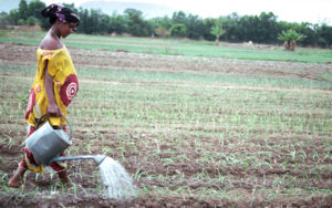 Woman watering crops; Credit: Adam Rogers, UNCDF Guinea