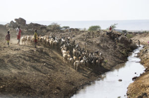 Children talking a goat herd for water in Haro Kersa, Ethiopia; Photo credit: Alice Chautard/REACH