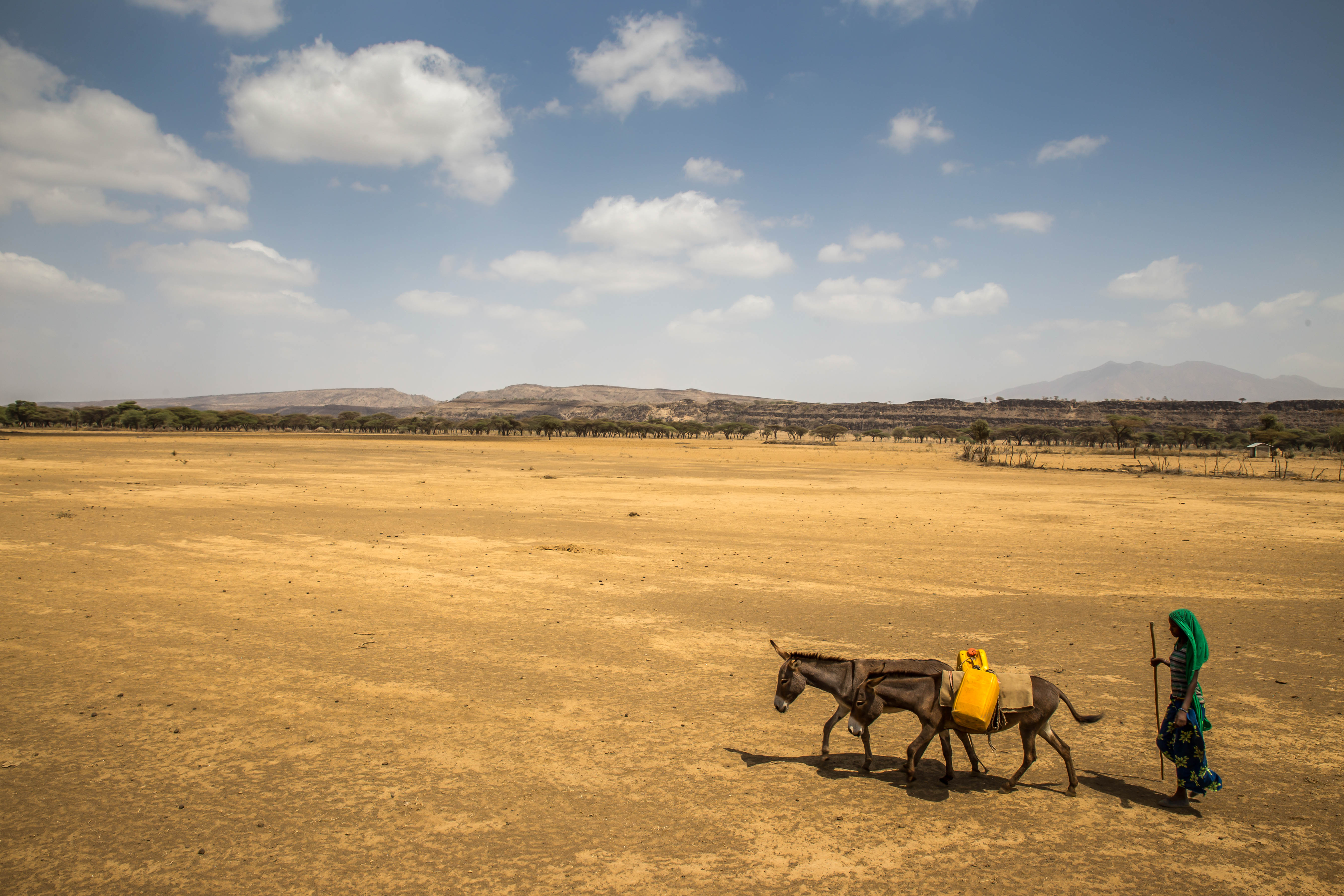 Woman walking with donkeys carrying water during drought in Ethiopia. Credit: Ayene, UNICEF Ethiopia