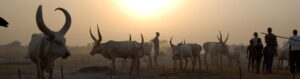Cattle by sunset; Credit UNEP
