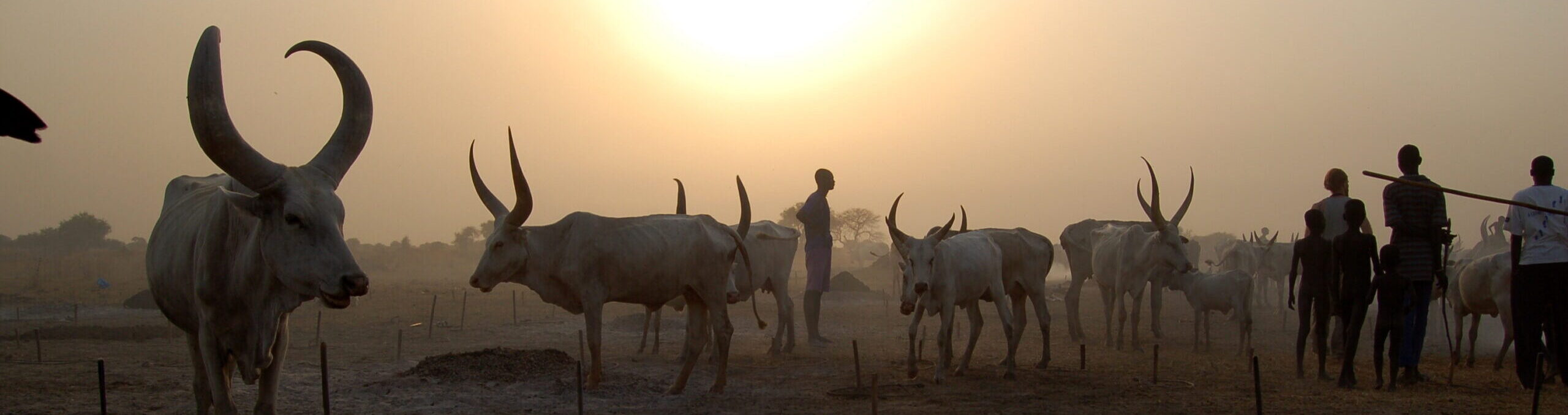 Cattle by sunset; Credit UNEP